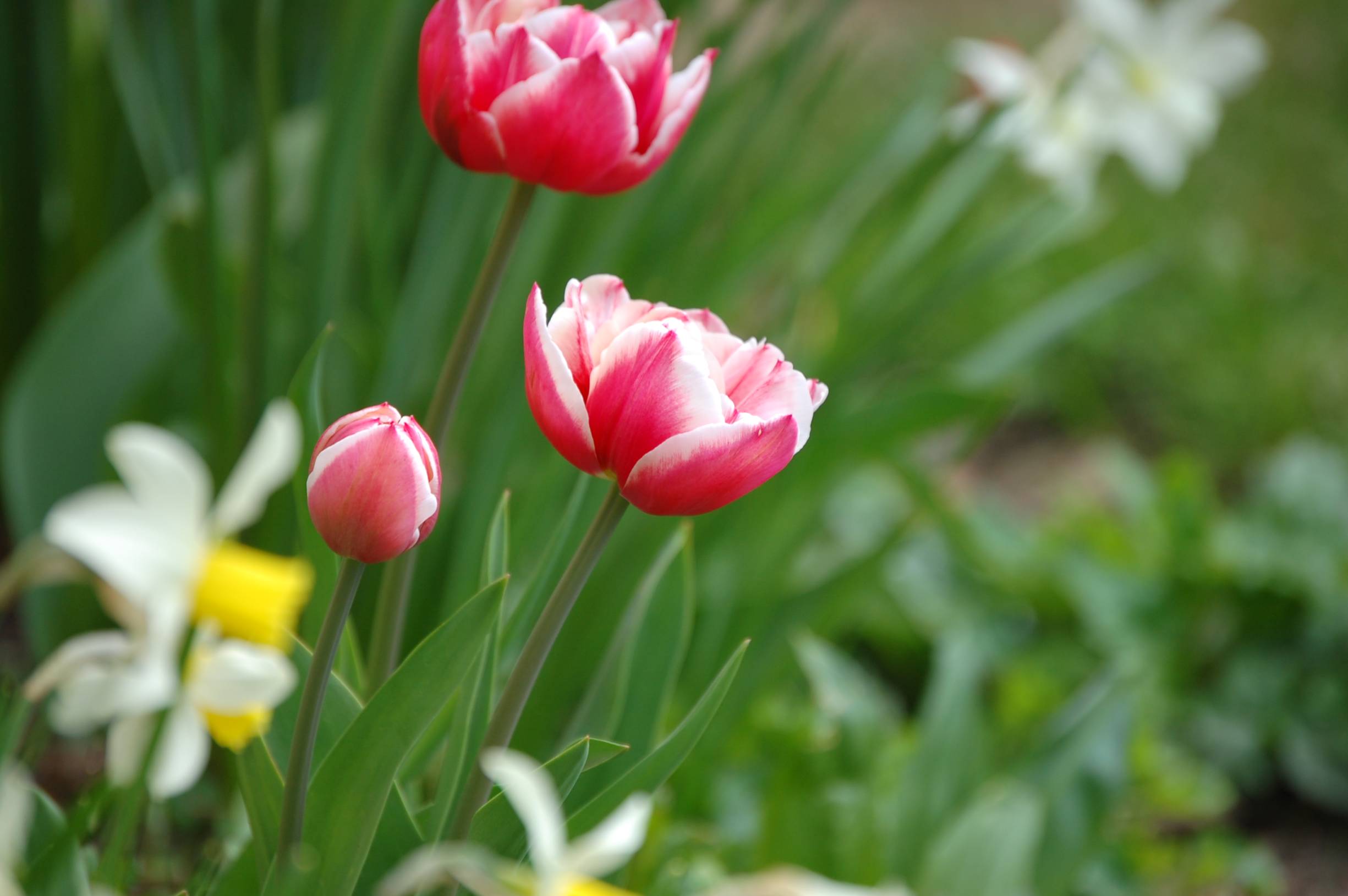 Wallpapers Nature Flowers Tulipes & Jonquilles