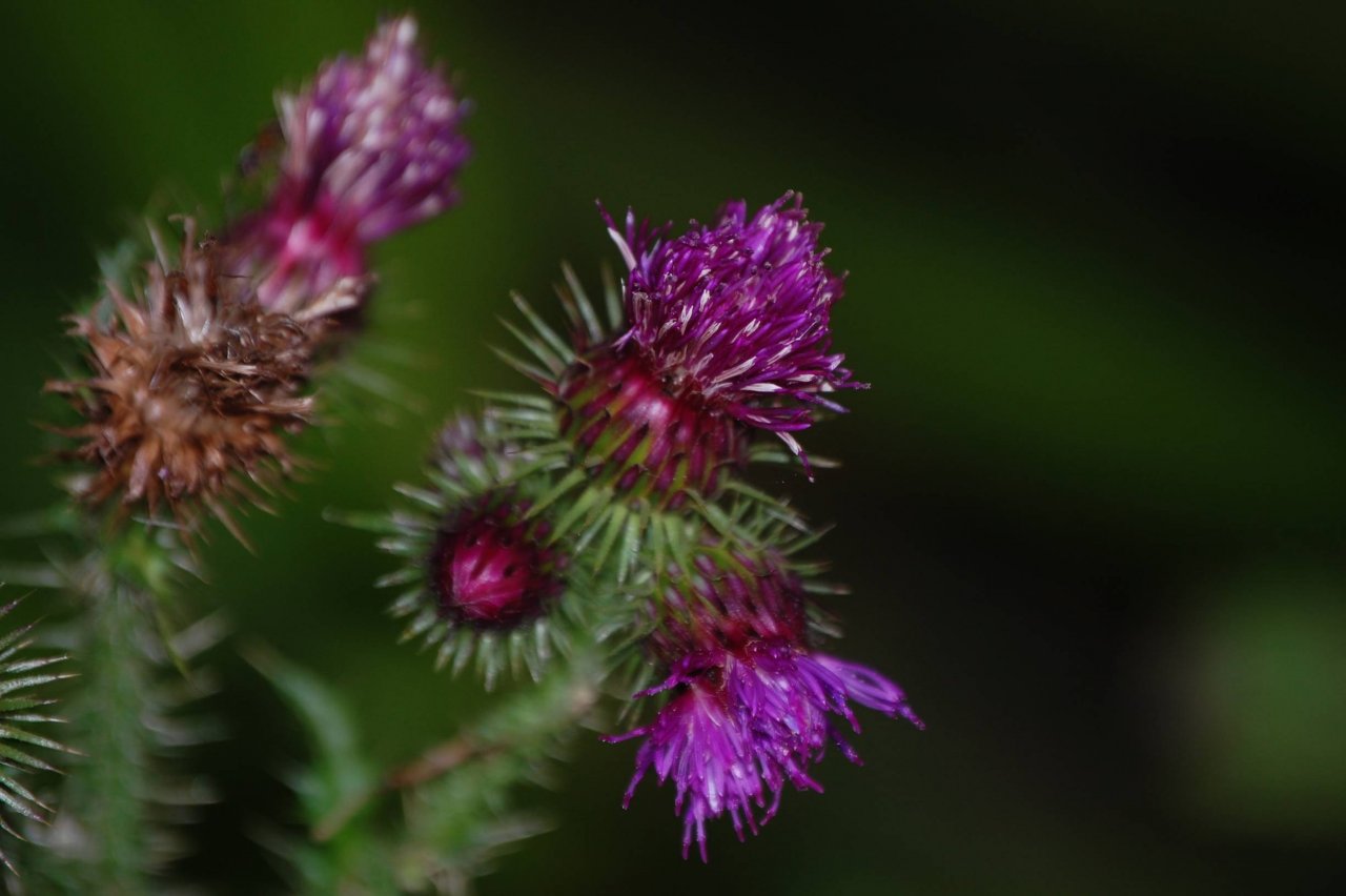 Fonds d'cran Nature Fleurs Chardons de Maissemy