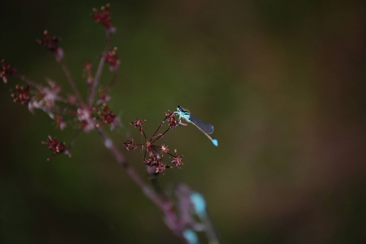 Fonds d'cran Animaux Insectes - Libellules LIbellule de Maissemy