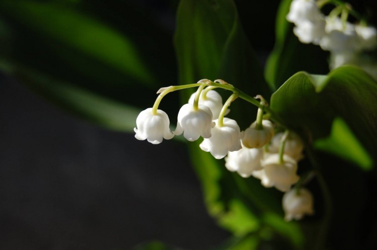 Fonds d'cran Nature Fleurs Muguet