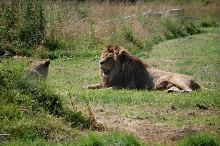 Fonds d'cran Animaux Flins - Divers Lion Parc des Felins