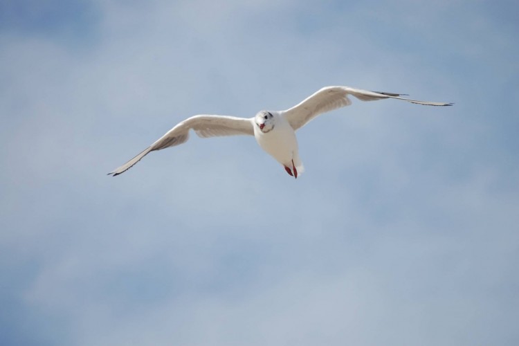 Fonds d'cran Animaux Oiseaux - Mouettes et Golands La Mouette de Quend