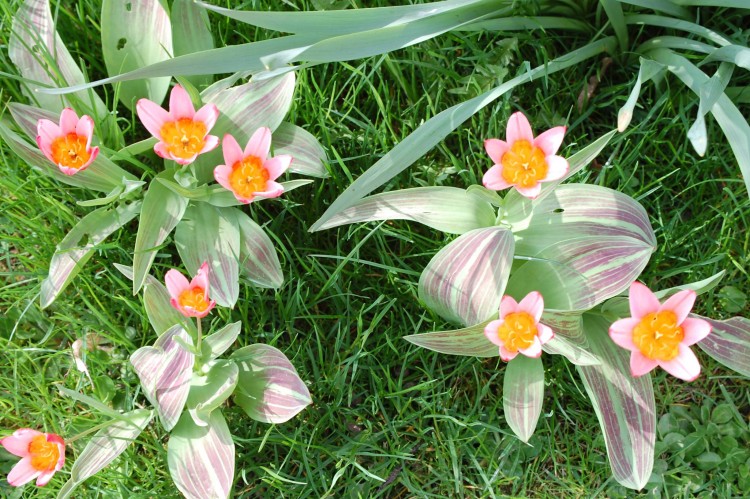 Fonds d'cran Nature Fleurs Tulipes