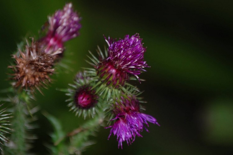 Fonds d'cran Nature Fleurs Chardons de Maissemy