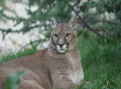 Fonds d'cran Animaux Image sans titre N256619