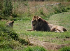 Fonds d'cran Animaux Lion Parc des Felins