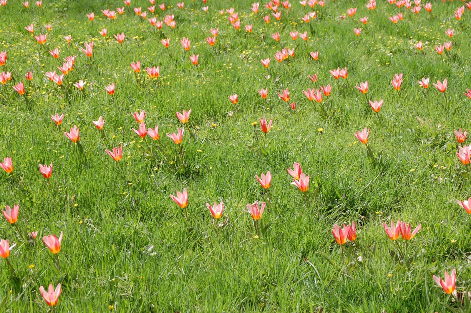 Wallpapers Nature Flowers Champ de Tulipes