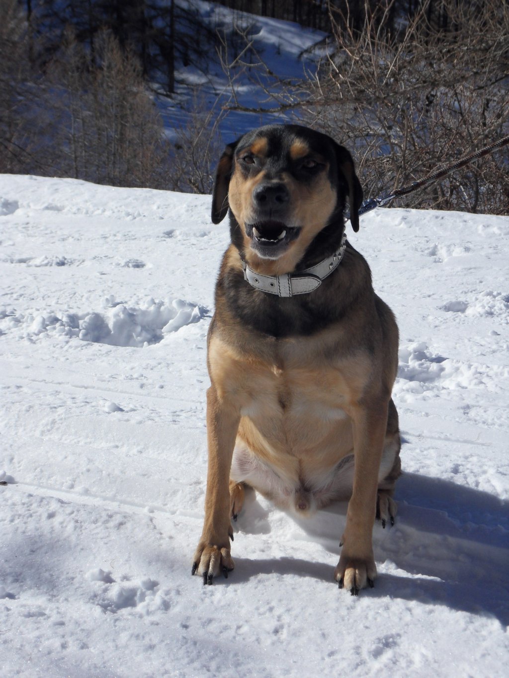 Fonds d'cran Animaux Chiens eden aux orres