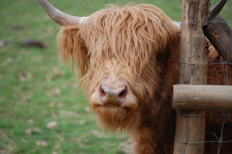 Fonds d'cran Animaux Vaches - Taureaux - Boeufs La Vache de Janvry