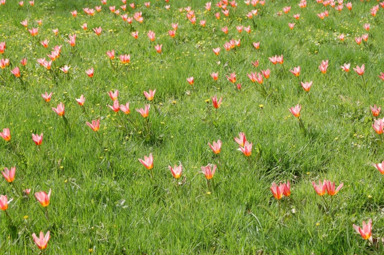 Fonds d'cran Nature Fleurs Champ de Tulipes