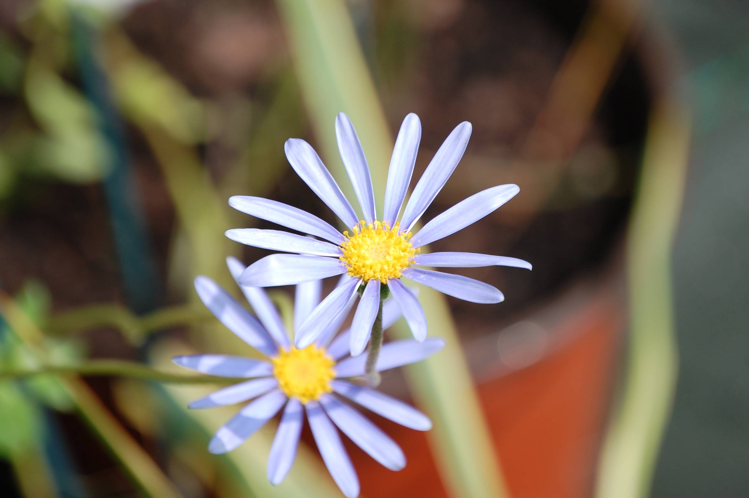 Fonds d'cran Nature Fleurs 