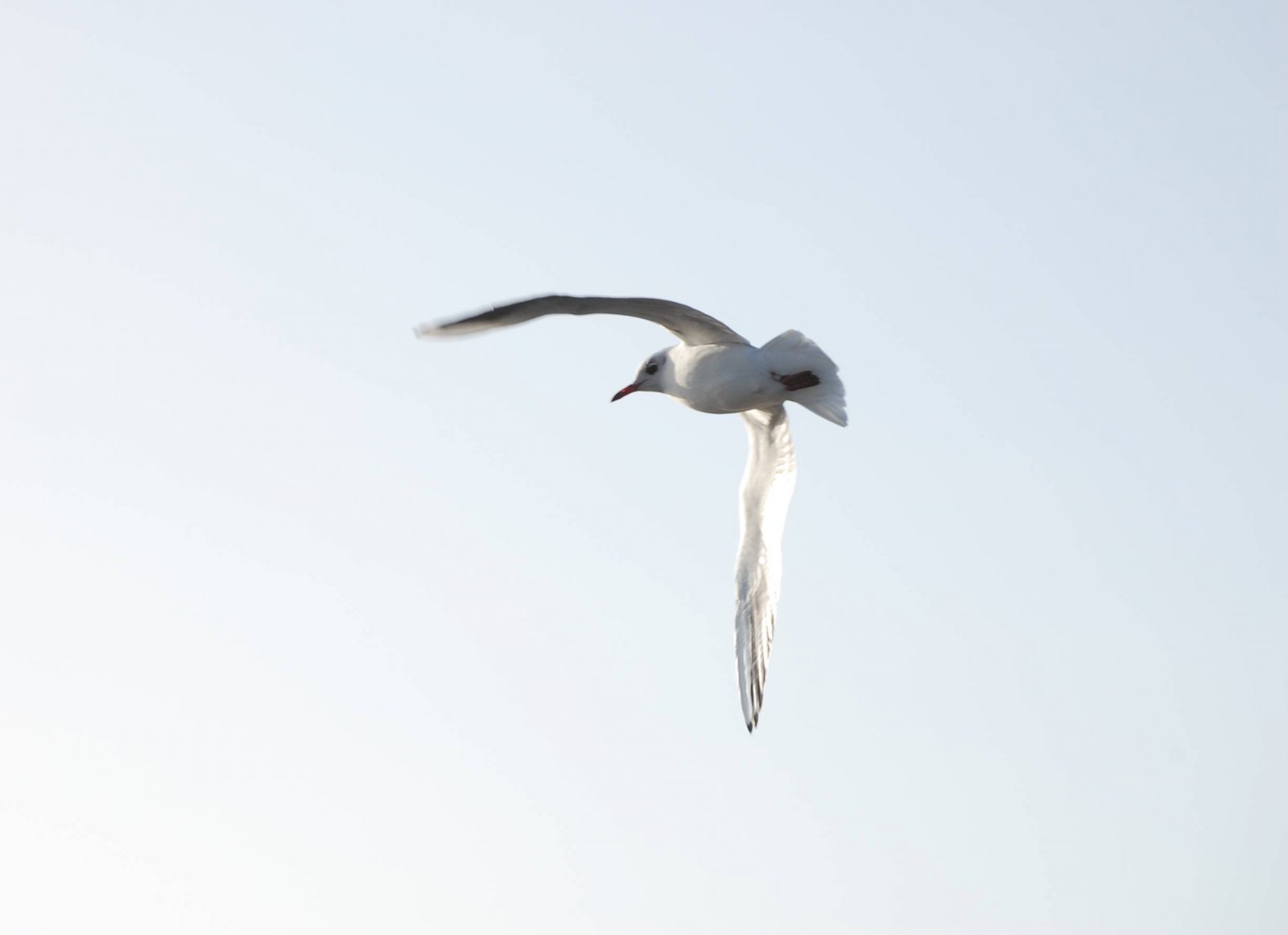 Wallpapers Animals Birds - Gulls La Mouette du Mont Saint Michel