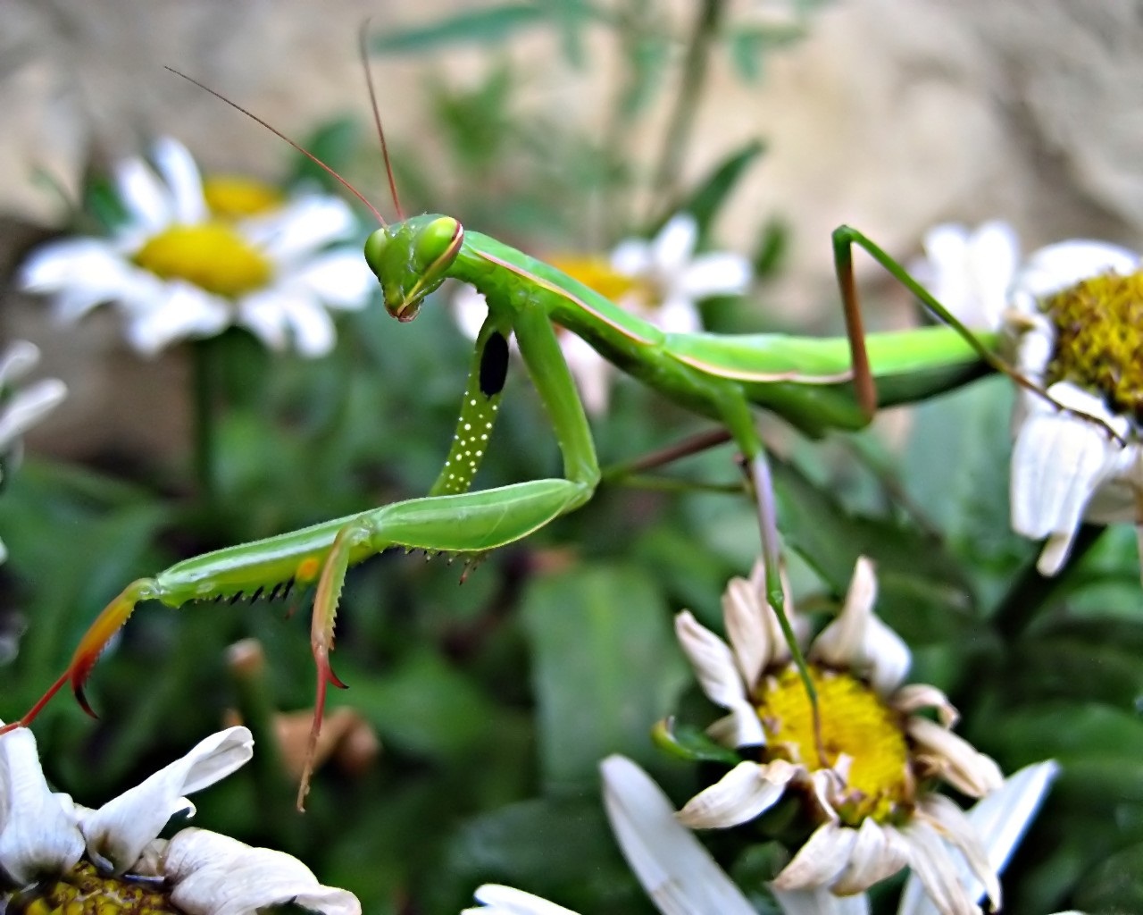 Wallpapers Animals Insects - Mantis mante religieuse