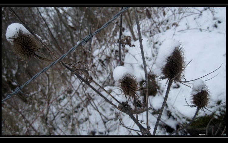 Wallpapers Nature Flowers nature paysage hivers neige fleurs