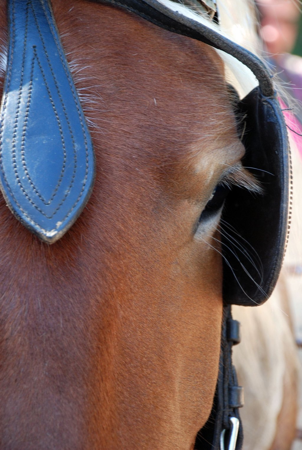 Fonds d'cran Animaux Chevaux Pirate...