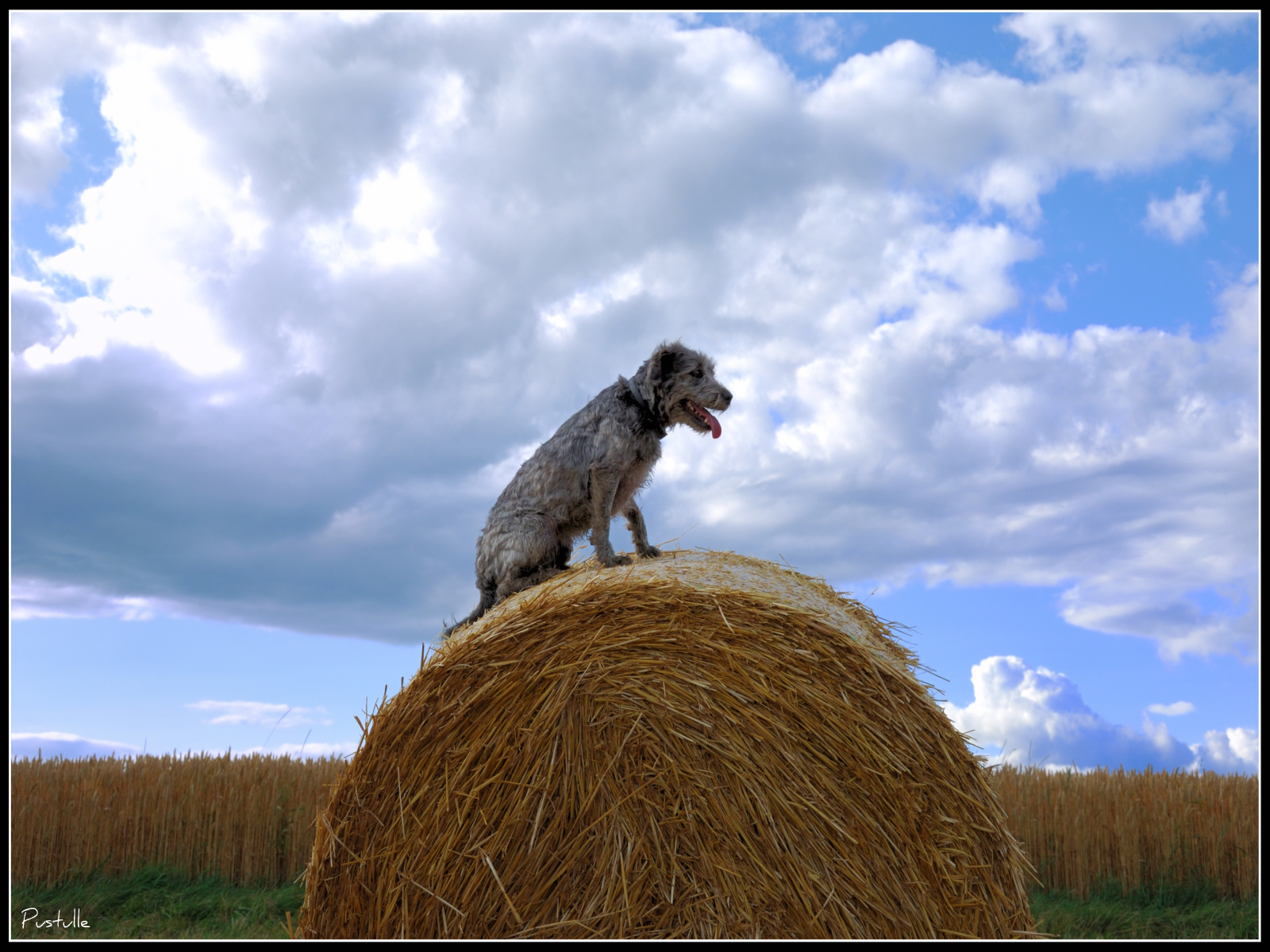 Fonds d'cran Animaux Chiens Chien de paille