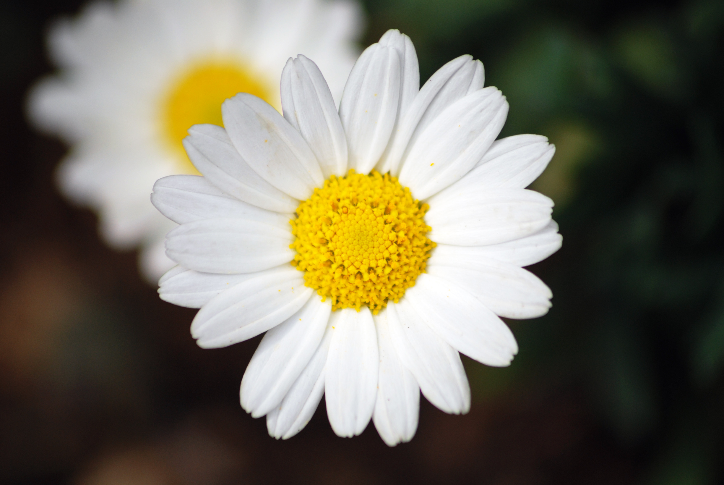 Fonds d'cran Nature Fleurs Marguerite