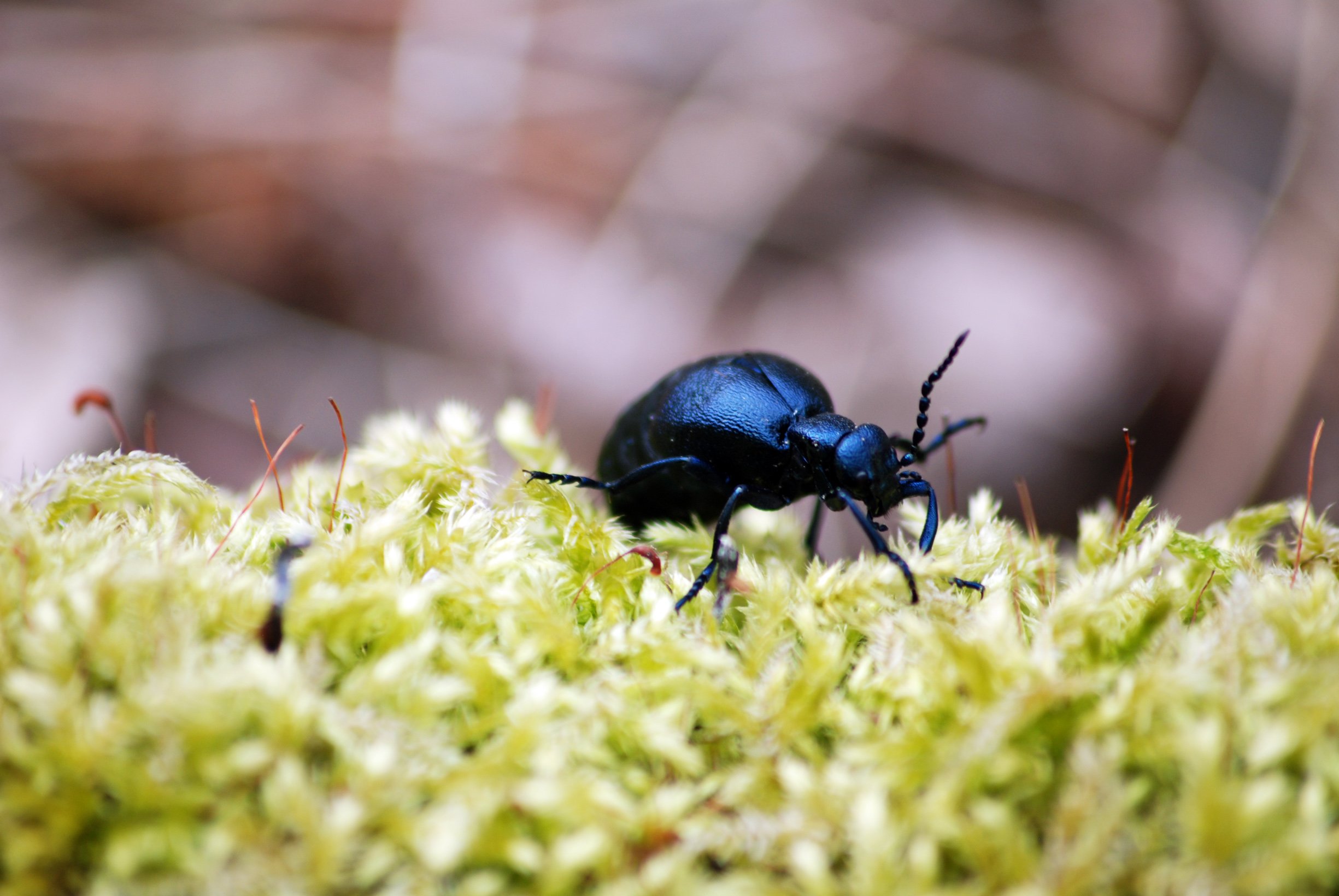 Fonds d'cran Animaux Insectes - Divers 