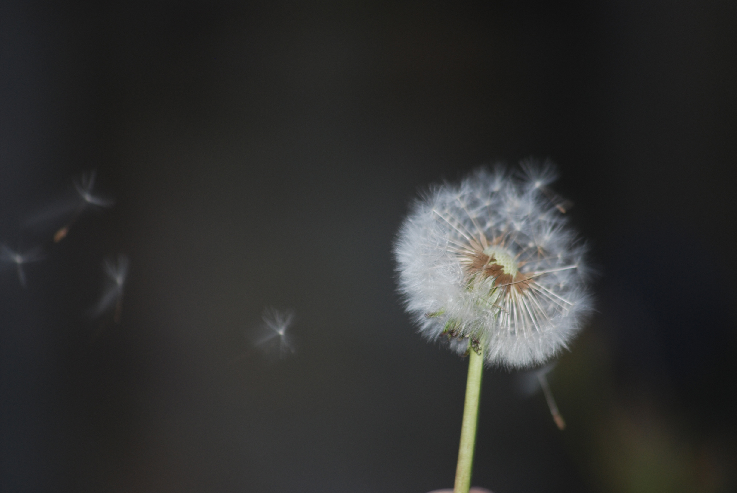 Fonds d'cran Nature Fleurs 