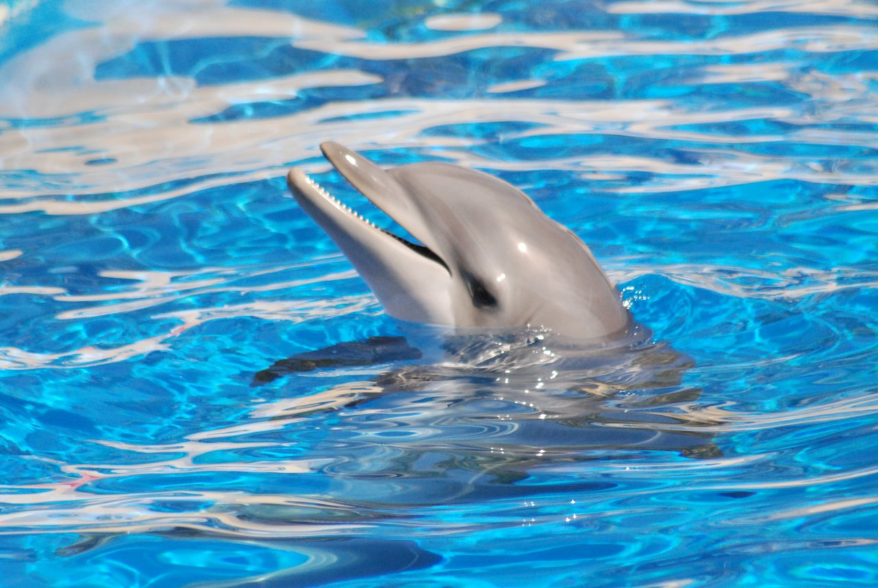 Fonds d'cran Animaux Vie marine - Dauphins 