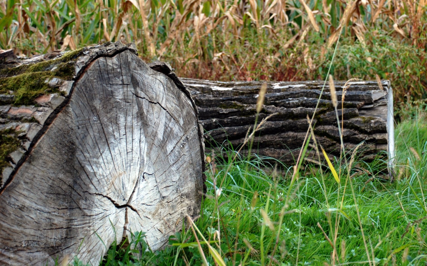 Fonds d'cran Nature Arbres - Forts Bancs naturels...