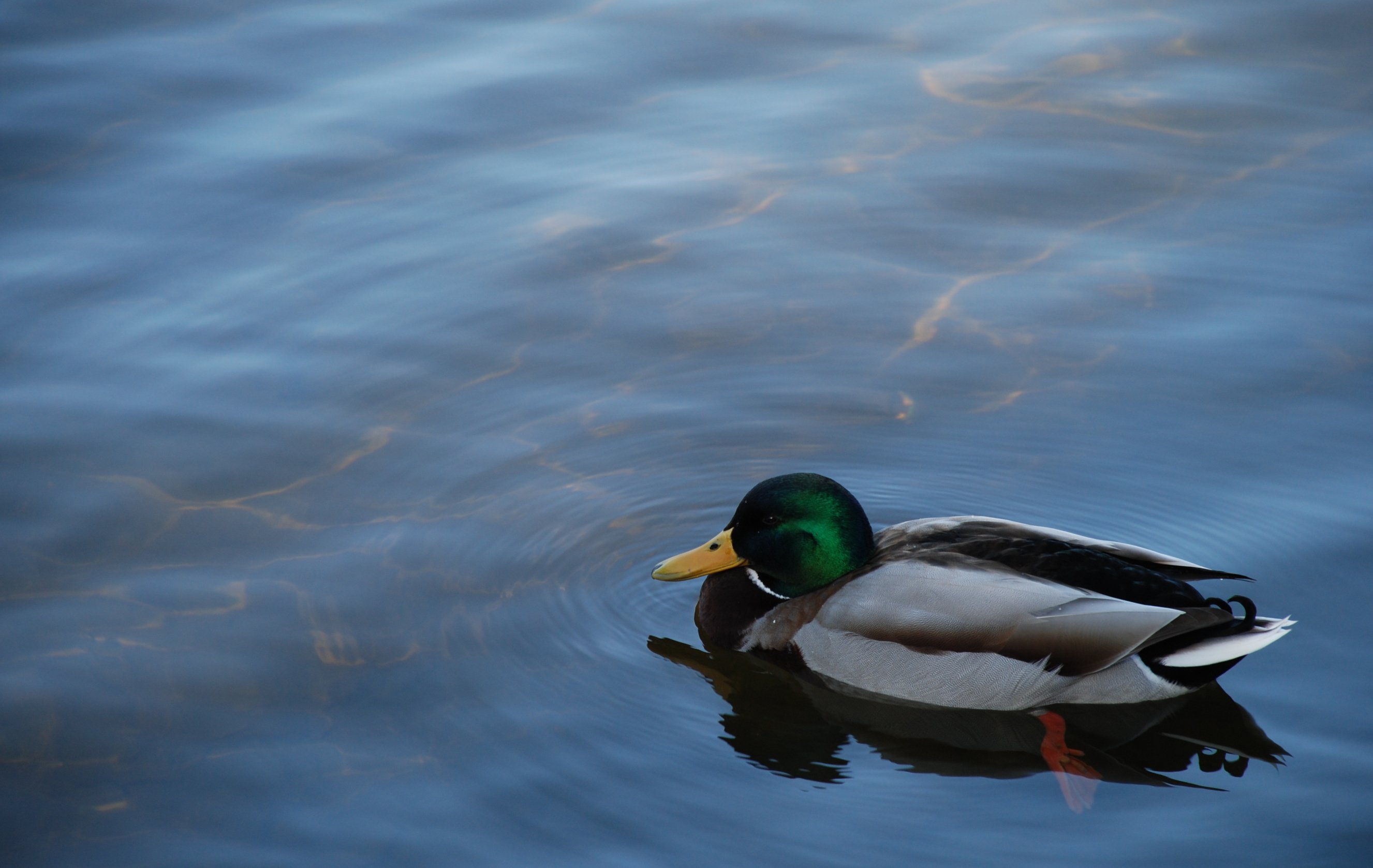 Wallpapers Animals Birds - Ducks Cap au large...