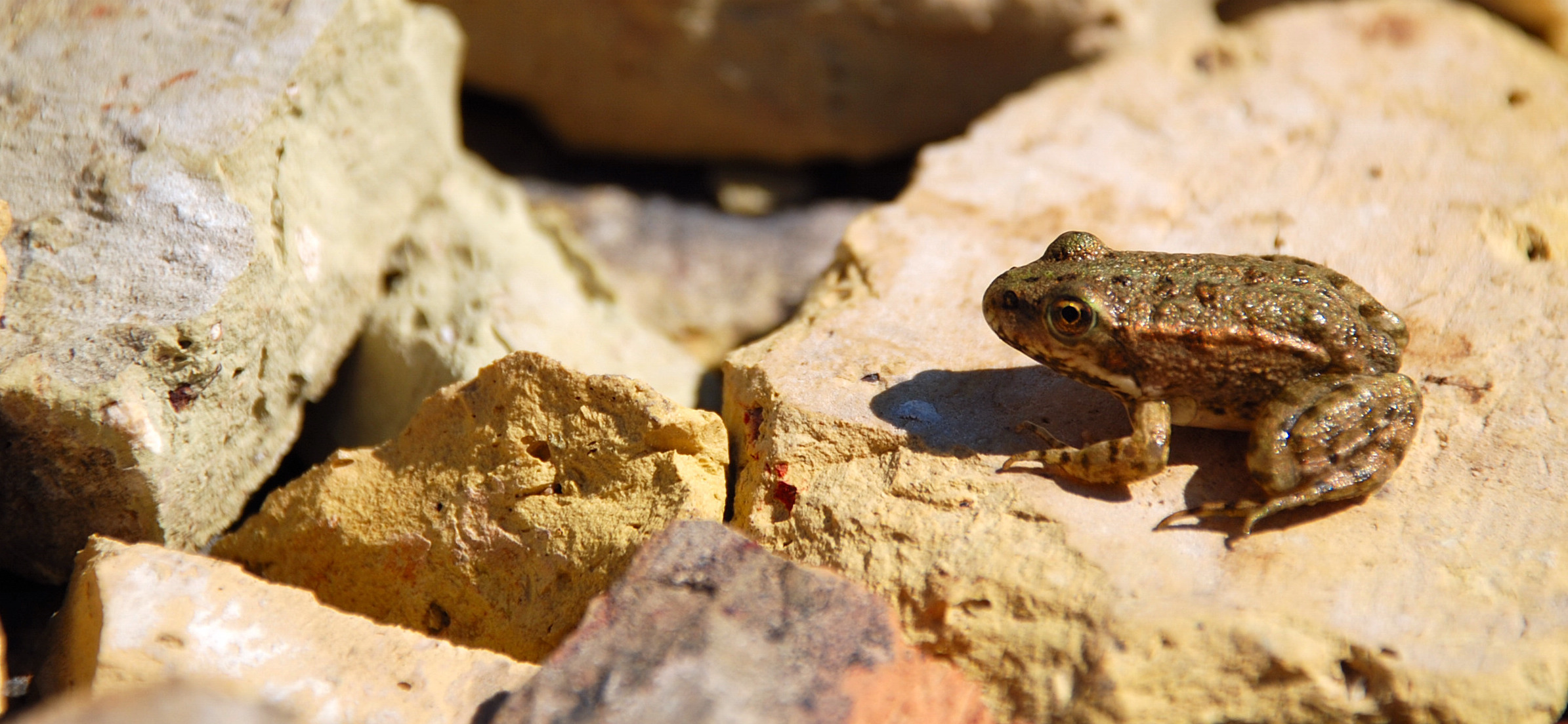 Wallpapers Animals Frogs - Toads Le grand saut...