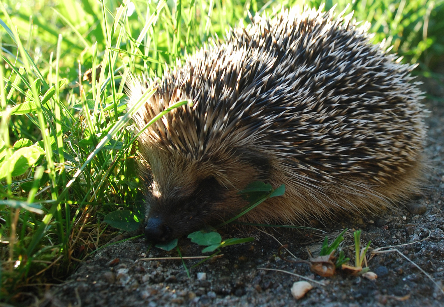 Fonds d'cran Animaux Hrissons Piquant