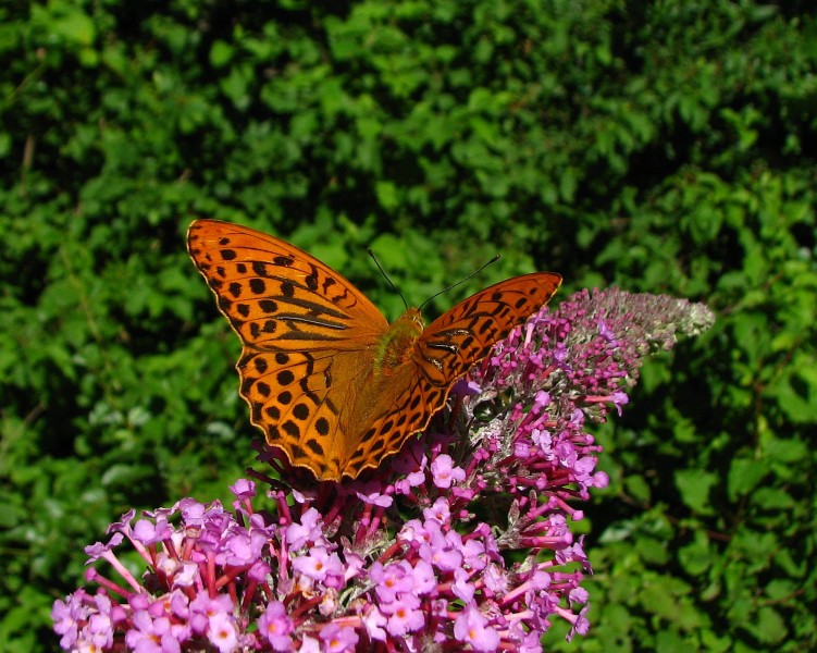 Wallpapers Animals Insects - Butterflies tabac d' Espagne