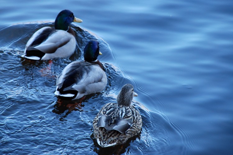 Wallpapers Animals Birds - Ducks Flottille...