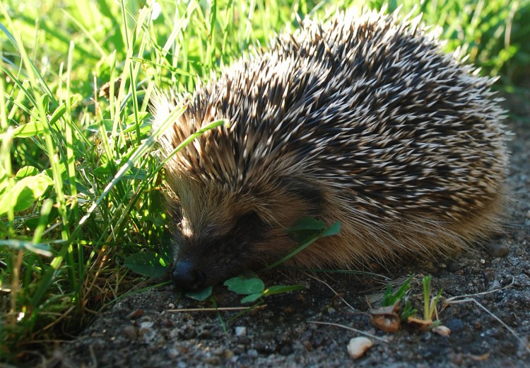 Fonds d'cran Animaux Hrissons Piquant