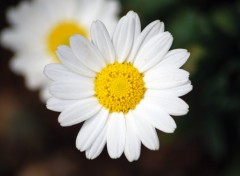 Fonds d'cran Nature Marguerite