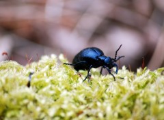 Fonds d'cran Animaux Image sans titre N257012