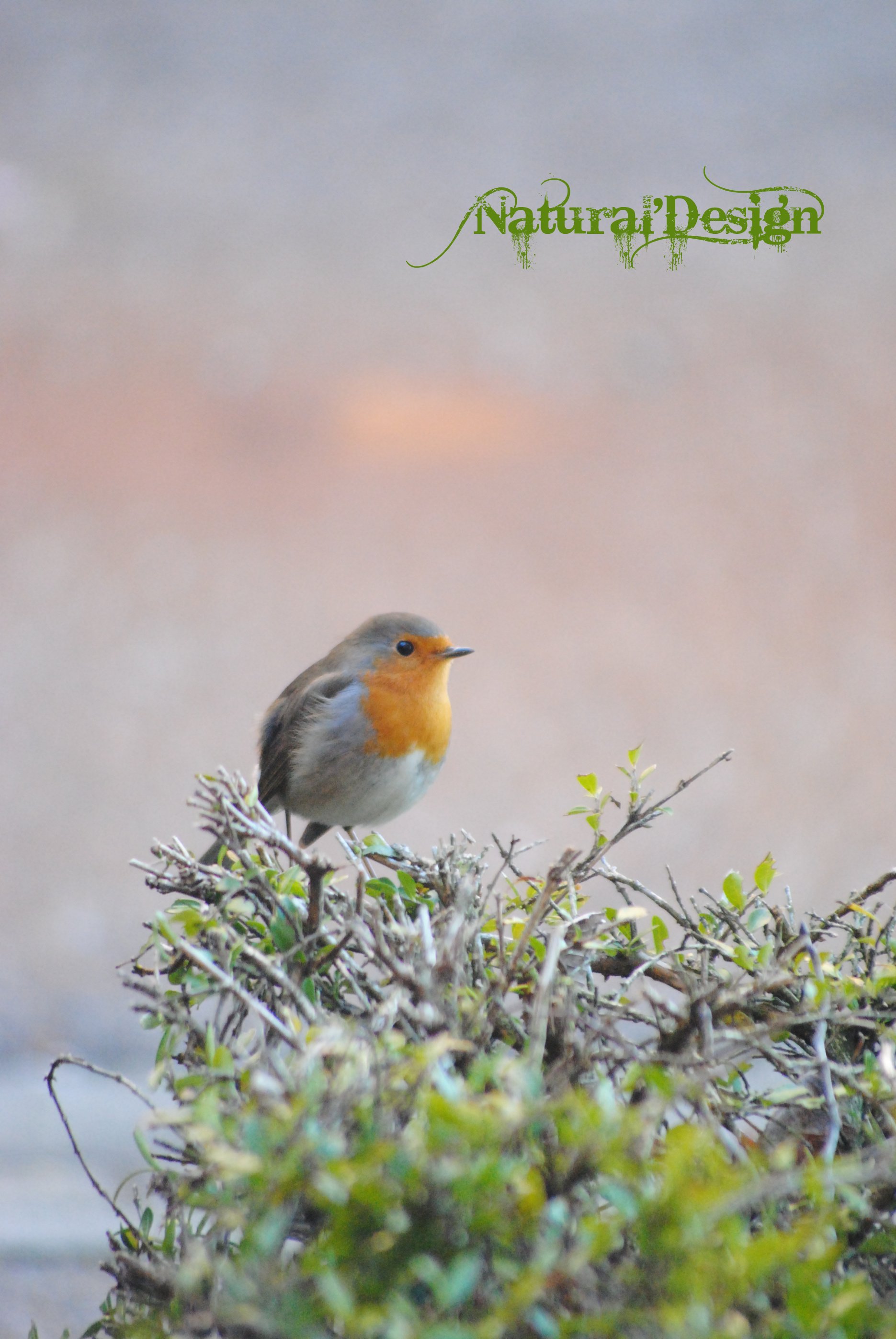 Fonds d'cran Animaux Oiseaux - Rougegorges 