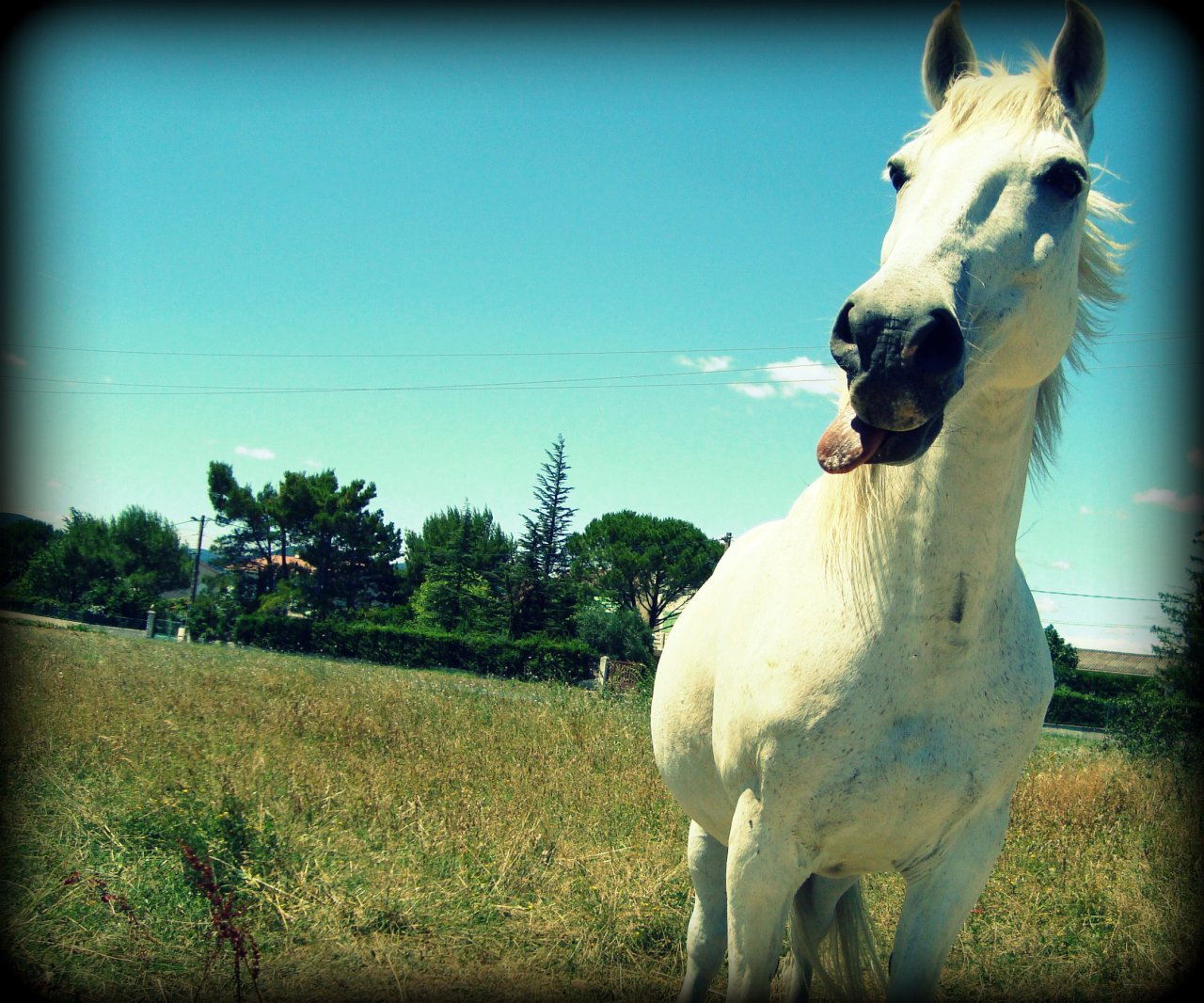 Wallpapers Animals Horses Cheval