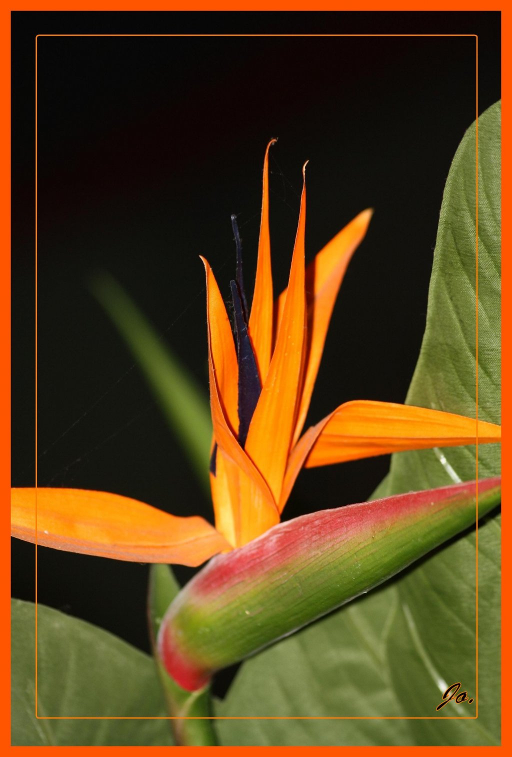 Fonds d'cran Nature Fleurs fleur orange