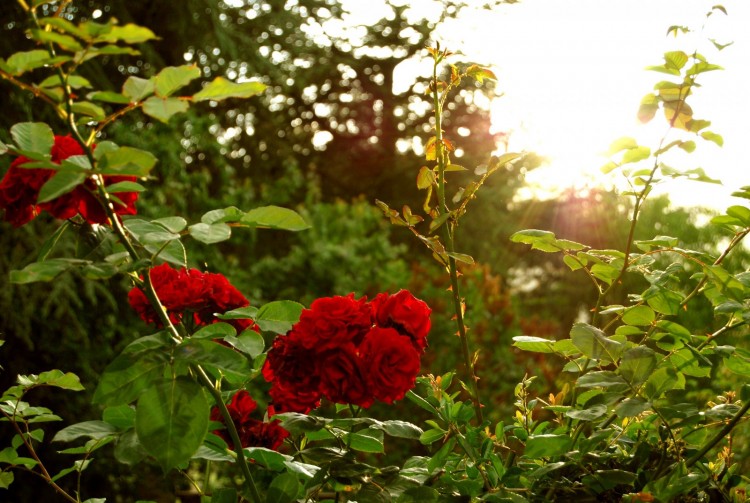 Wallpapers Nature Flowers fleurs et soleil