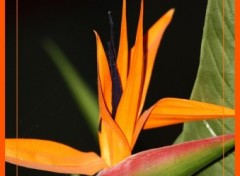 Fonds d'cran Nature fleur orange