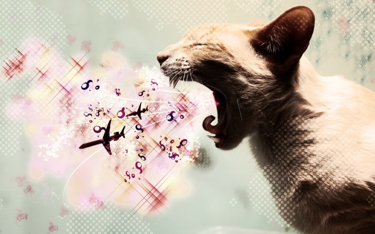 Wallpapers Digital Art Animals screaming kat