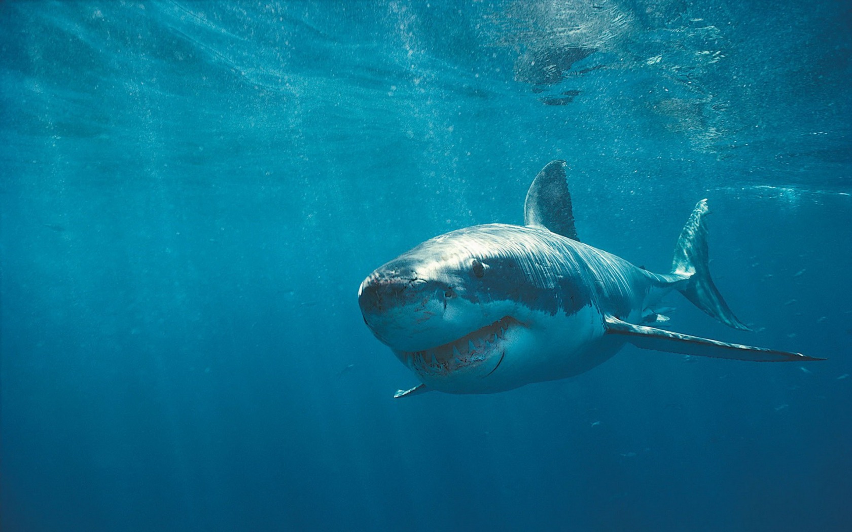 Fonds d'cran Animaux Vie marine - Requins Grand Blanc