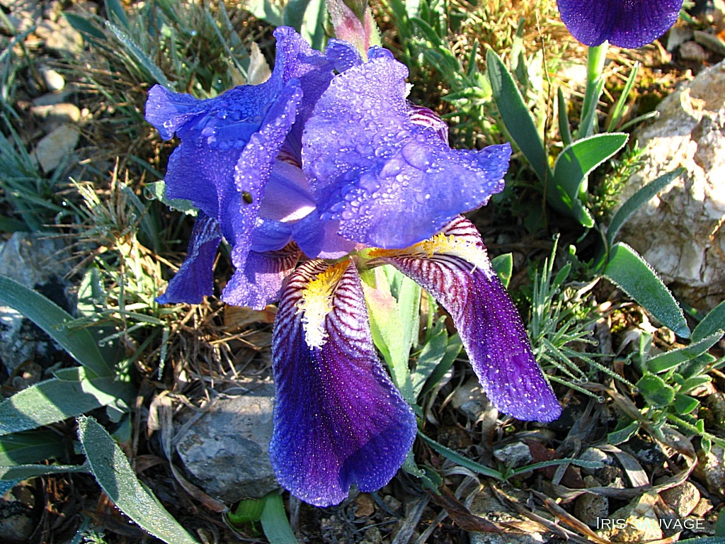 Wallpapers Nature Flowers iris nain ou batard