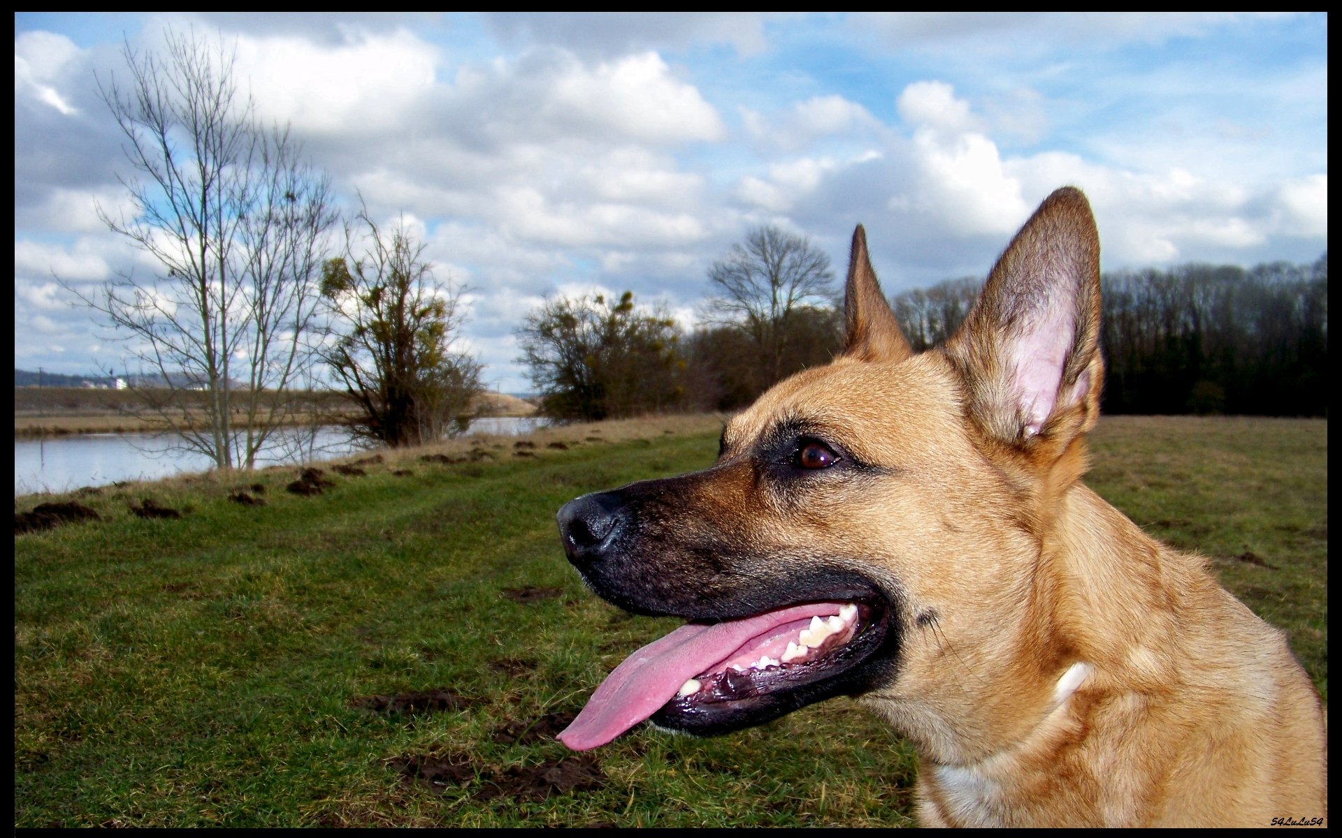 Fonds d'cran Animaux Chiens paysage nature ciel chien malinois