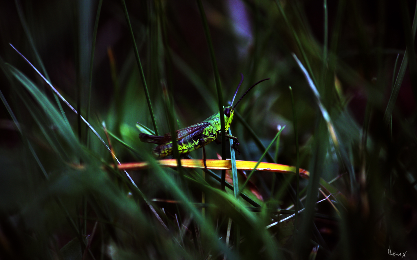 Fonds d'cran Animaux Insectes - Grillons Criquet