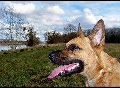 Fonds d'cran Animaux paysage nature ciel chien malinois