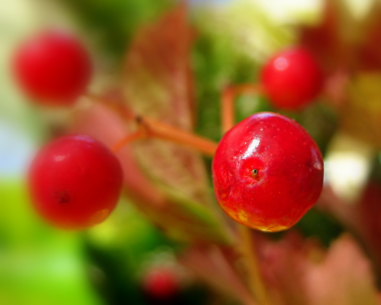 Fonds d'cran Nature Plantes - Arbustes fruit d'arbuste