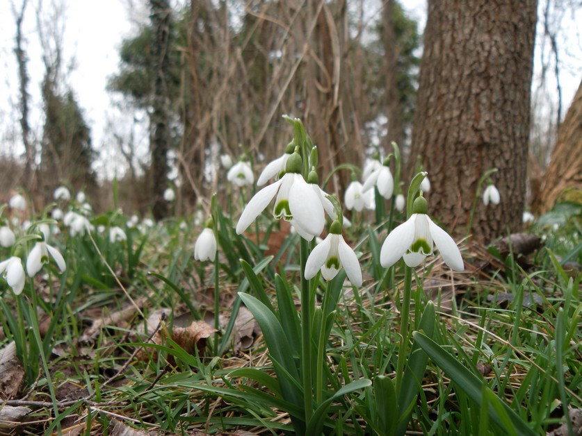 Fonds d'cran Nature Fleurs perce-neige