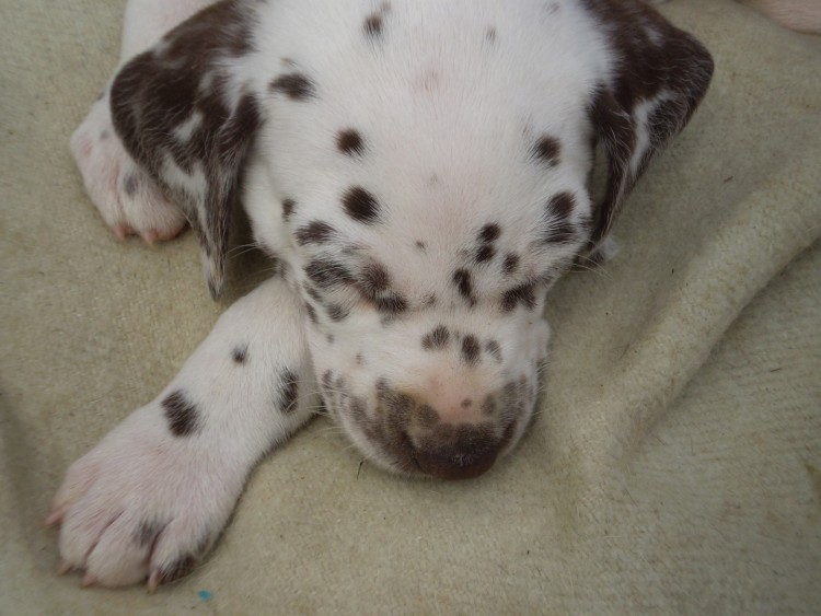 Fonds d'cran Animaux Chiens Lulu