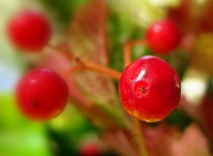 Fonds d'cran Nature fruit d'arbuste