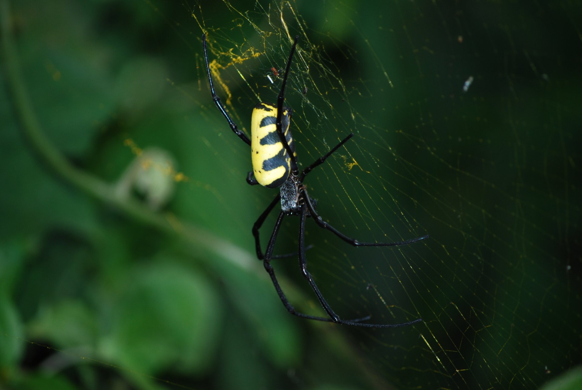 Wallpapers Animals Spiders NEPHILA KOMACI