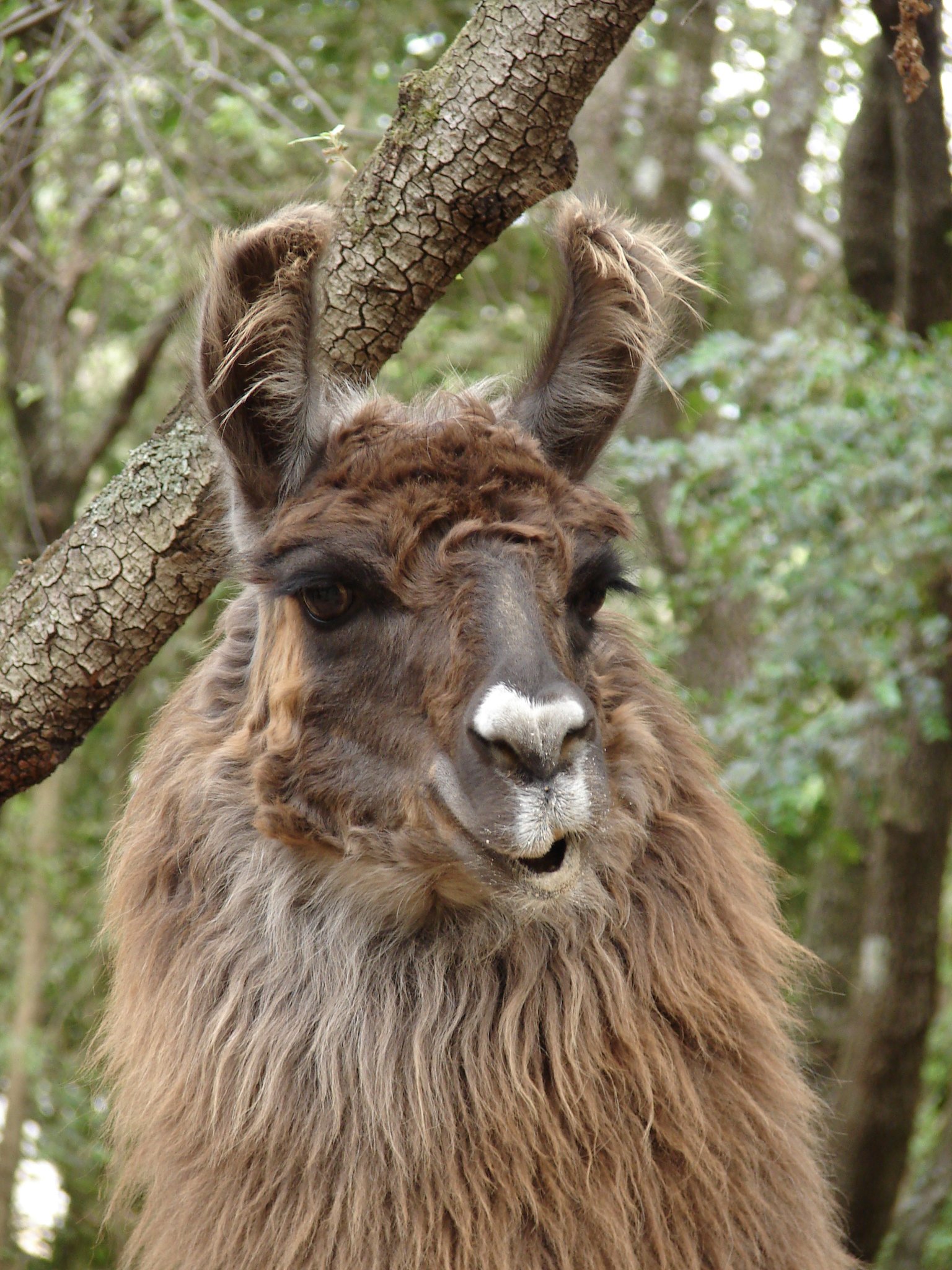 Fonds d'cran Animaux Lamas - Alpagas 